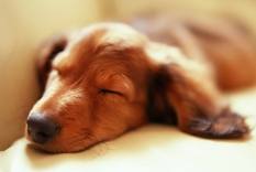 sleeping dog.jpg (4828 bytes)