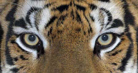 Tiger Eyes.jpg (43051 bytes)