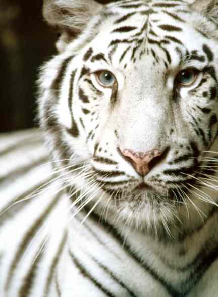 white-tiger.jpg (23391 bytes)